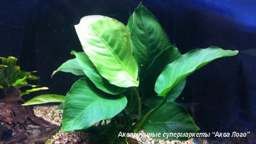 Анубиас Бартера широколистный на коряге  Anubias barteri Broad leaf