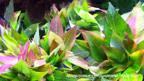 Гигрофила лимонник Компакт  Hygrophila corymbosa Compact