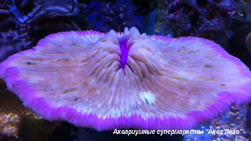 Фунгия (Коралл грибовидный)  Fungia sp.