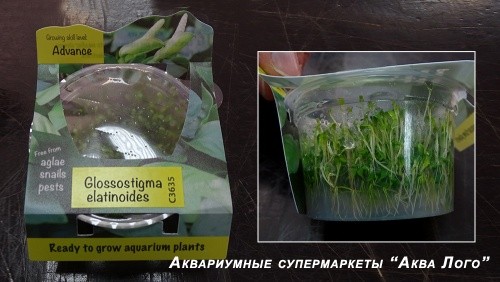 Глоссостигма элатиновидная меристемная  Glossostigma elatinoides