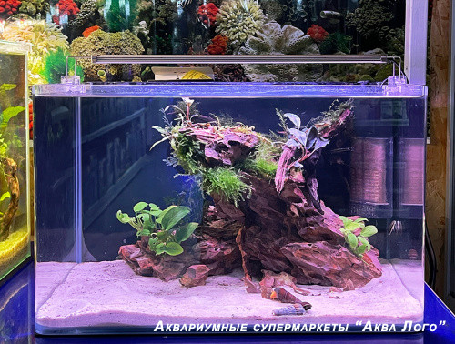 Готовое решение - аквариум пресноводный -  Дом оранжевого кролика - объем аквариума 23 литра