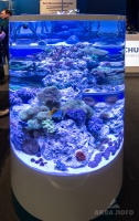 Цилиндрический морской аквариум с императорским ангелом, бабочками, клоунами и живыми кораллами