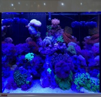 В морском аквариуме Eheim - специальное освещение, выгодно демонстрирующее цветовое разнообразие кораллов.