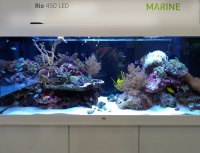 Здесь также располагался и аквариум с морским оформлением - прямоугольный Juwel Rio 450 LED.