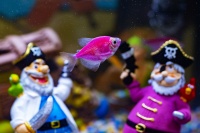 Популярная тенденция в аквариумистике - Glofish.
Фото: Николай Сафонов