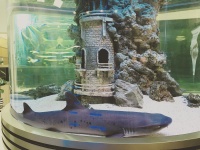 Цилиндрический аквариум с белопёрой рифовой акулой. Центральная встроенная декорация скрывает "сухой" канал для подключения проводки