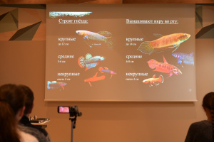 Гоморева О.Н., аквариумист - «Дикие Betta (петушки): биотопы и содержание в аквариумах»