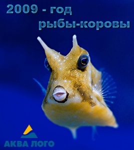 2009 - год рыбы-коровы!автор Никита Тиунов
