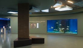 Первый экспозиционный аквариум с бычерылыми скатами