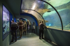 В туннеле можно наблюдать за рыбами в аквариуме под водопадами (слева) и за обитателями большого пресноводного аквариума