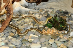 Песочная змея, или зериг — Psammophis schokari