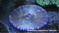 Фунгия (Коралл грибовидный) Fungia sp.