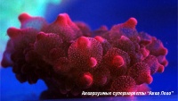 Актиния пузырчатая кирпичная  Entacmaea quadricolor (Physobrachia ramsayi)