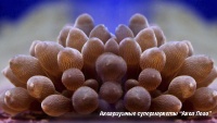 Актиния пузырчатая  Entacmaea quadricolor [Physobrachia ramsayi]