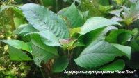 Гигрофила вишневолистная  Nomaphila sp. Сherry leaf
