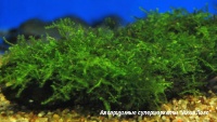 Мох яванский  Vesicularia (Taxyphyllum) dubyana