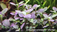 Лобелия пурпурная карликовая  Lobelia cardinalis Small form