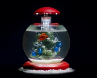 Круглый аквариум с рыбкой - петушком (символом 2017 года)