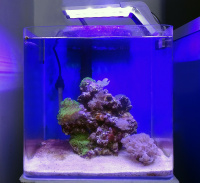 Готовое решение - аквариум морской с наполнением (камни живые) - объем аквариума 27 литров.