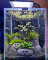 Готовое решение - аквариум - Хумбола. Объем аквариума 10 литров.