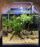 Готовое решение - аквариум пресноводный - Под корнем дерева. Объем аквариума 17 литров.