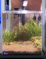 Готовое решение - аквариум пресноводный - Поляна. Объем аквариума 31 литр.