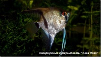 t_supermarket2012040416061714.jpg