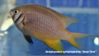 t_supermarket2012060917543900.jpg