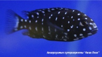 t_supermarket2013021816265203.jpg