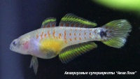 t_supermarket2013040118031207.jpg