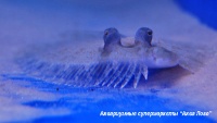 t_supermarket2013052711280801.jpg