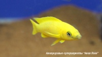 t_supermarket2014100810135701.jpg
