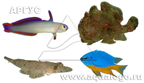 Аргус -оптовые поставки аквариумных рыб, растений и беспозвоночных