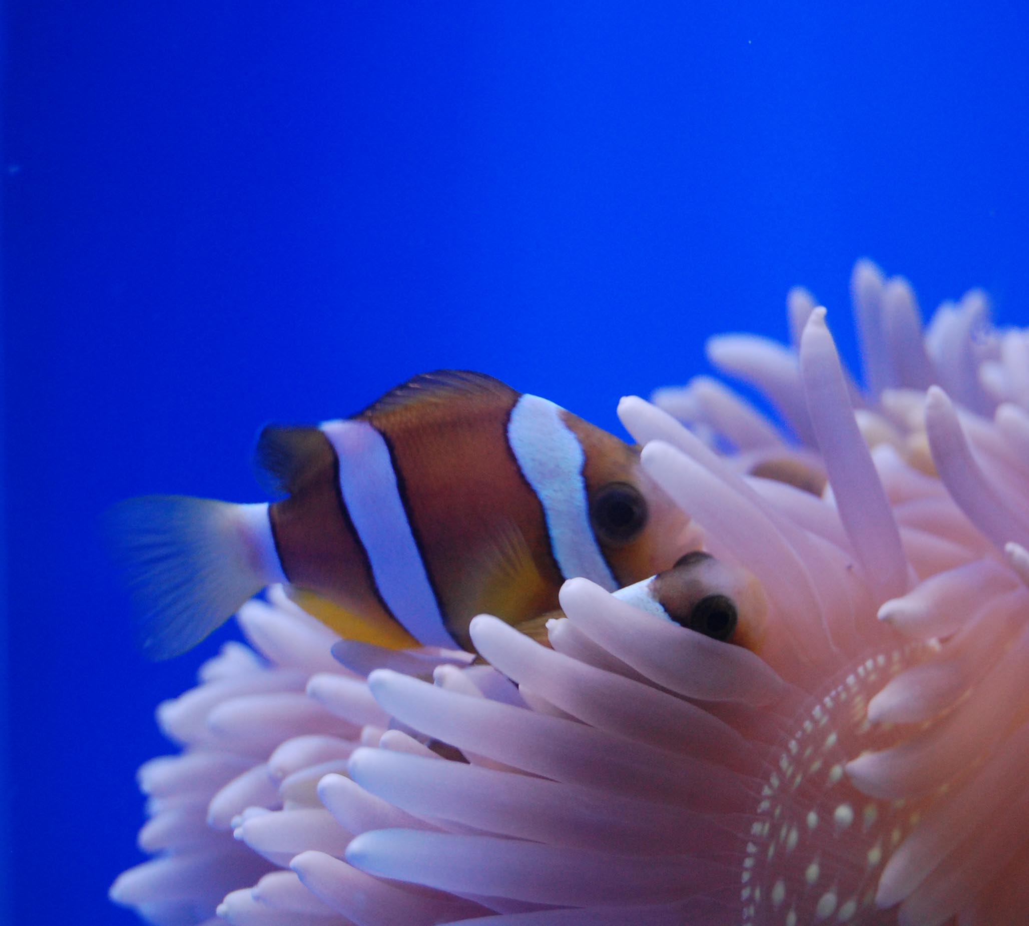 Клоун и актиния в рифовом аквариуме