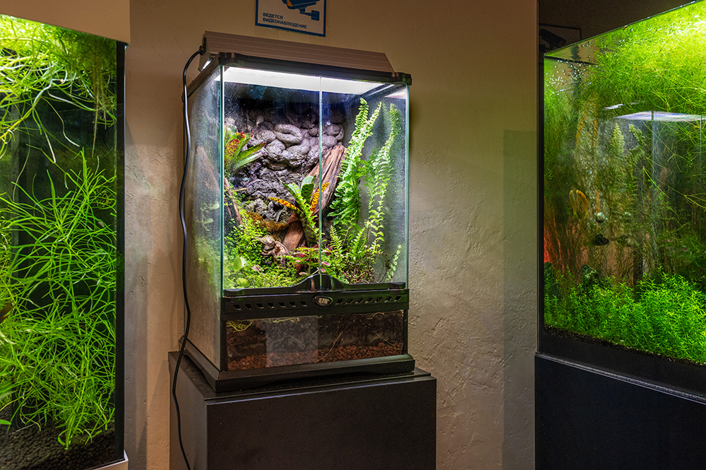 Террариум с древолазом