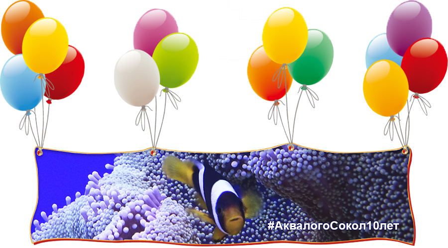 3 октября - день рождения супермаркета Аква Лого - Сокол - 10 лет!