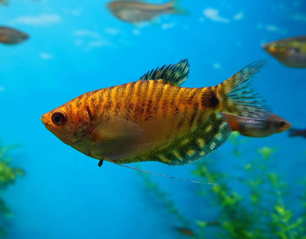 Гурами обыкновенный золотой в супермаркетах Аква Лого!
