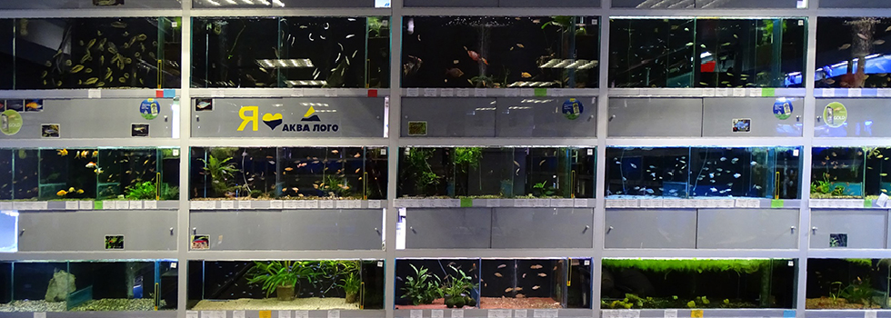Большой выбор растений для пресноводных аквариумов в Аква Лого на ВДНХ!