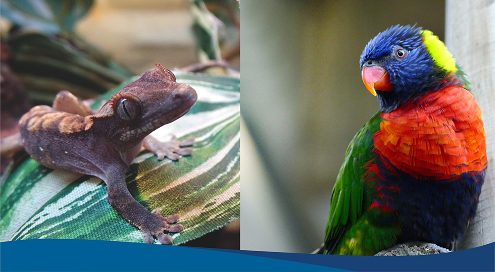 Два новых отдела - птицы и террариумные животные в Аква Лого - Сокол!