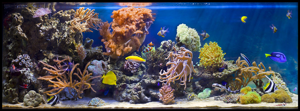 Морской рифовый аквариум - оформление салона Аква Лого
