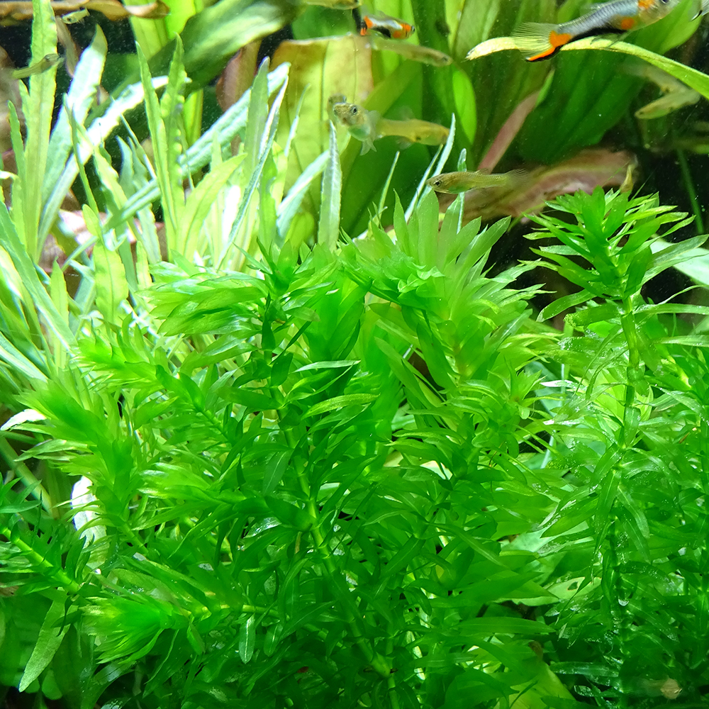 Элодея Денса - новогоднее аквариумное растение в супермаркетах Аква Лого!