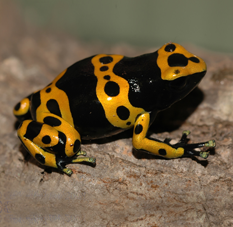 Древолаз священный Dendrobates leucomelas
