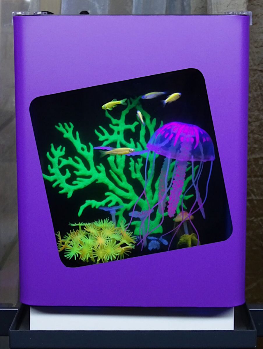 Пресноводный аквариум с флуоресцентными рыбками