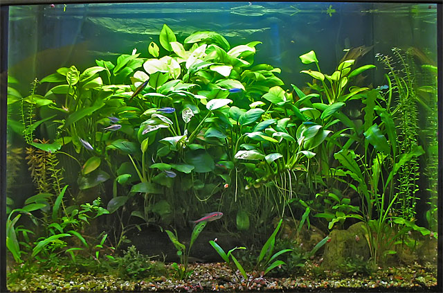 Создаем медленный растительный аквариум
