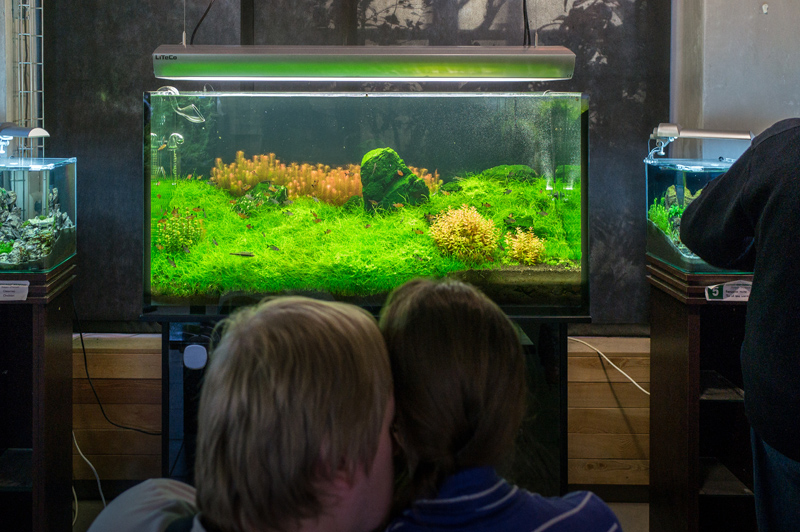 В галерее растительных аквариумов - месте проведения Конференции в 2014 году