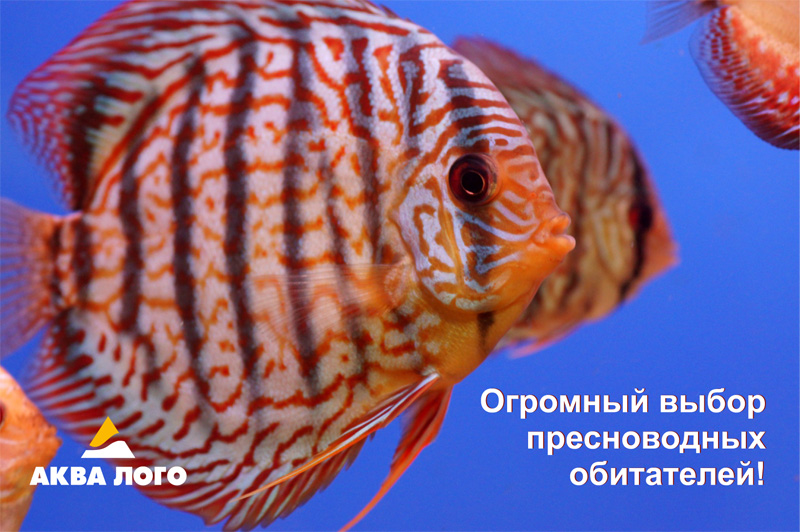 Cупермаркет Аква Лого на Волжской - огромный выбор обитателей аквариумов!
