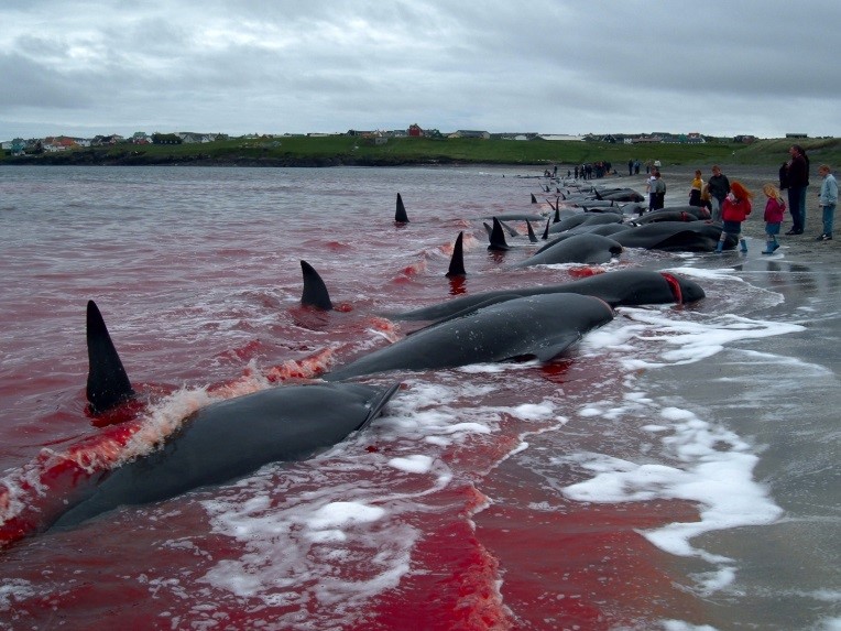 Массовое убийство дельфинов в Дании