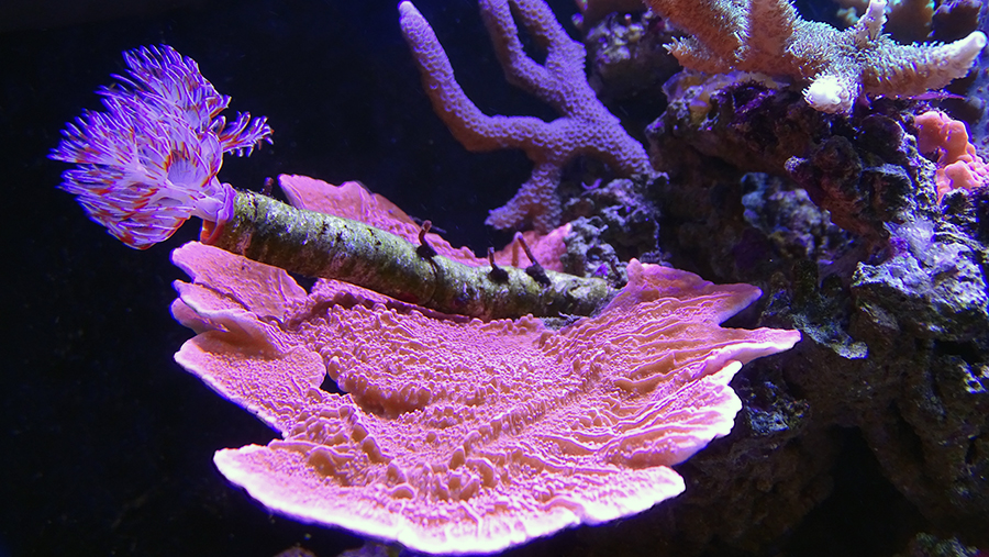 Морской аквариум Ксения - за морскими кораллами в Аква Лого на Волжской
