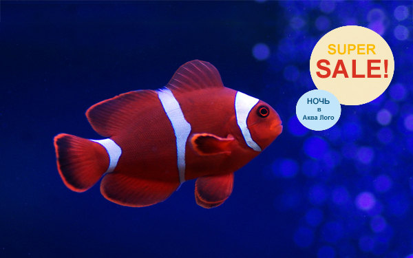 Ночная супер-распродажа аквариумов в супермаркете Аква Лого на Юго-западной