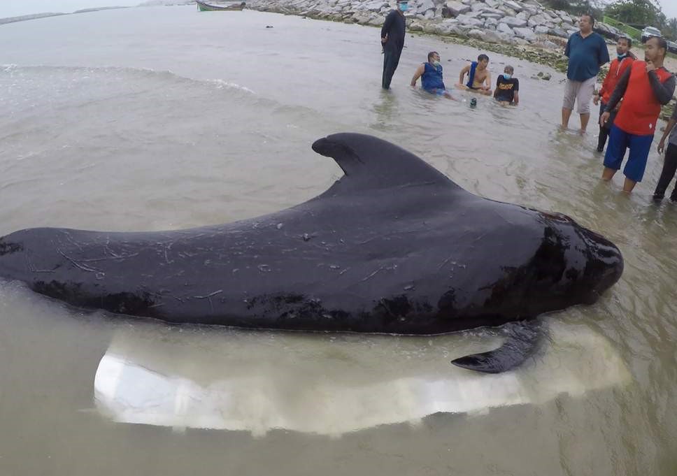 Из-за пластиковых пакетов погиб черный дельфин